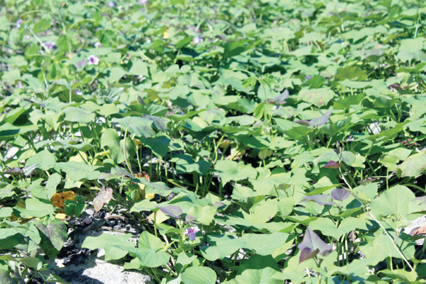 Sweet Potato Love - image 4