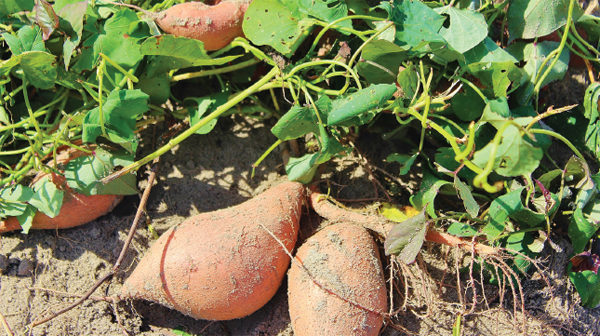 Roots versus Tubers We eat the part of the sweet potato we call the root This - photo 8