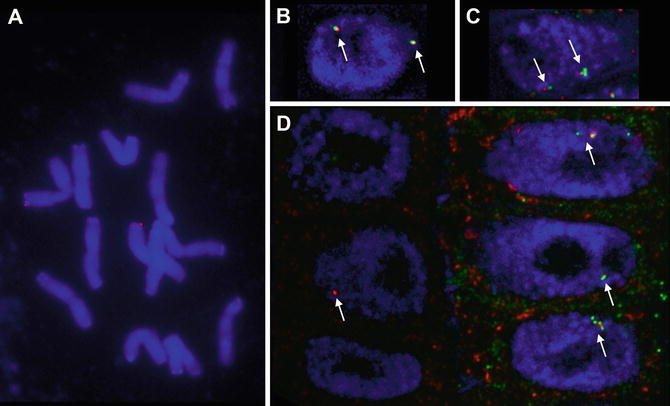 Fig 1 Examples of DNA and RNA FISH in oat a Metaphase plate showing the - photo 1