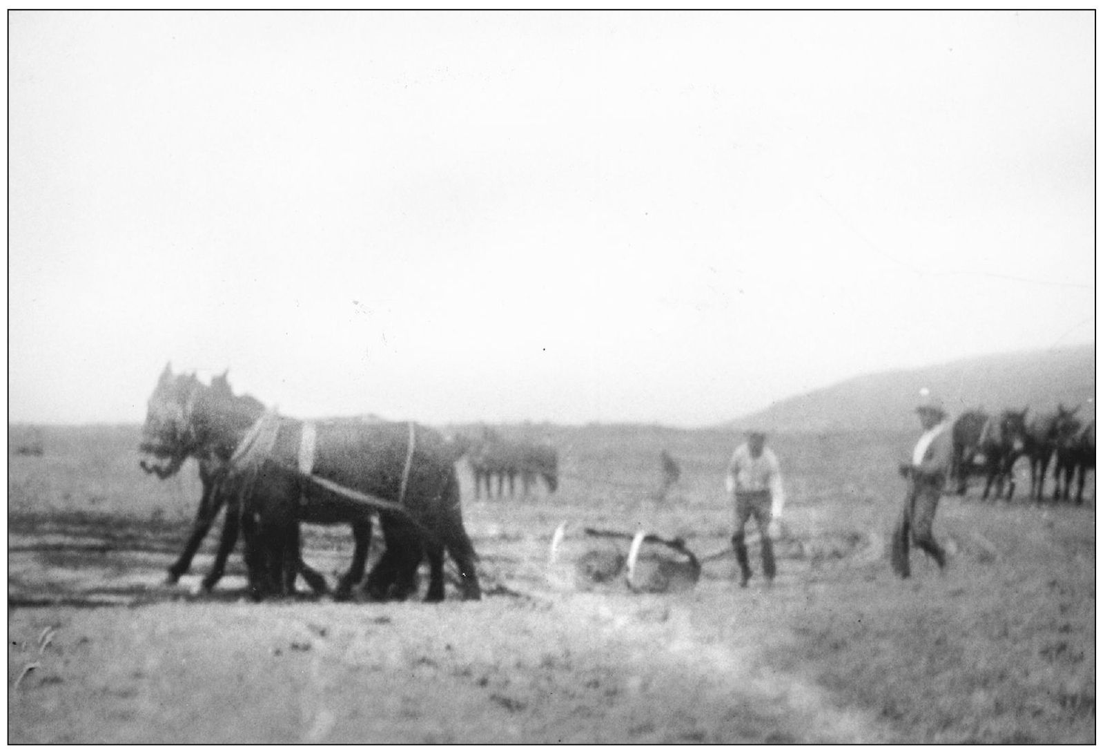 The mules are put to work on building San Clemente An 8-foot-tall wooden post - photo 8