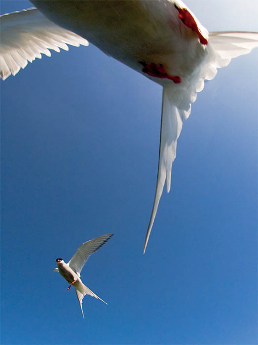 The bird photography field guide the essential handbook for capturing birds with your digital SLR - image 2