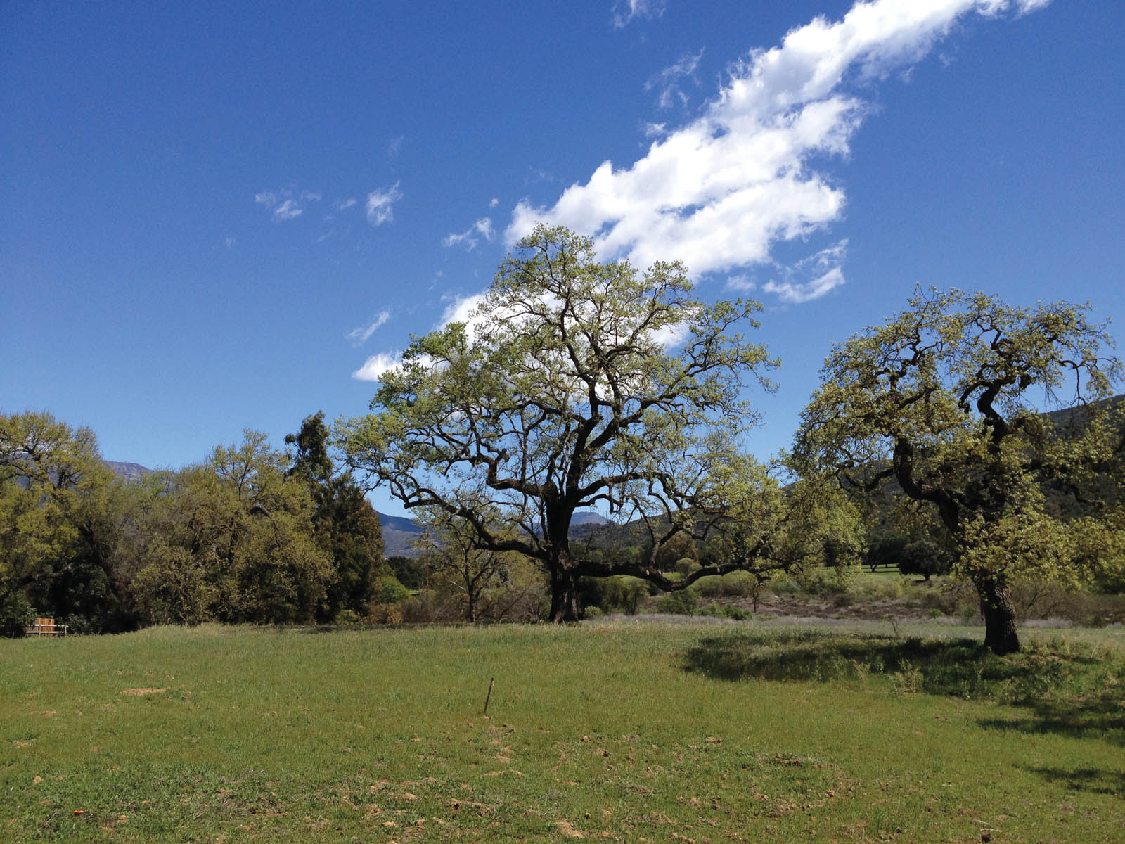 When we first drove up to the property we fell in love with these two - photo 7