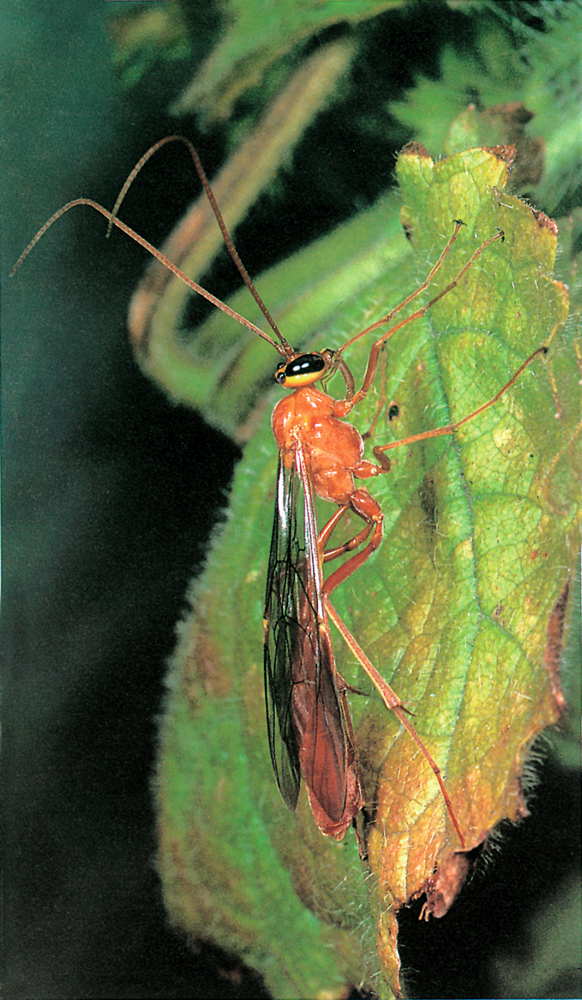 A comman ichneumon wasp the Yellow Ophion How to Use this Book This book is - photo 1