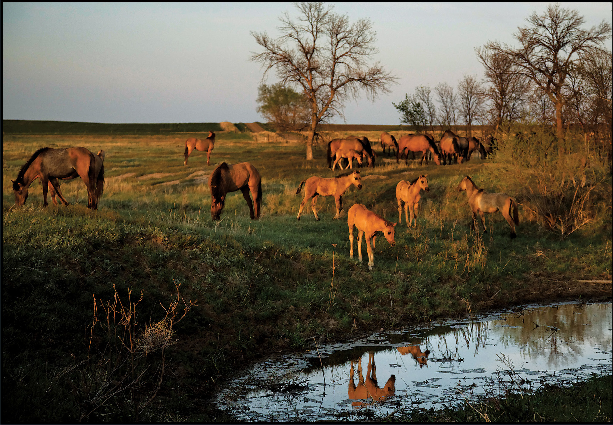 Curious foals are drawn to a waterhole in South Dakota Introduction Dear - photo 1