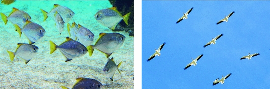 Fig 15 A fish shoal left and a flock of birds right moving in - photo 5