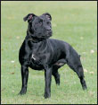 Learn the requirements of a well-bred Staffordshire Bull Terrier by studying - photo 5