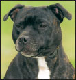 Consider the care of your senior Staffordshire Bull Terrier including the - photo 10