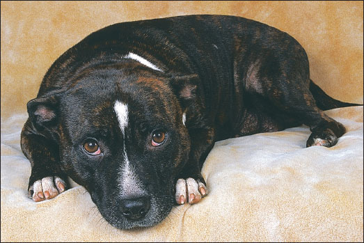 Understanding the Staffordshire Bull Terrier as a pet requires knowledge of the - photo 15