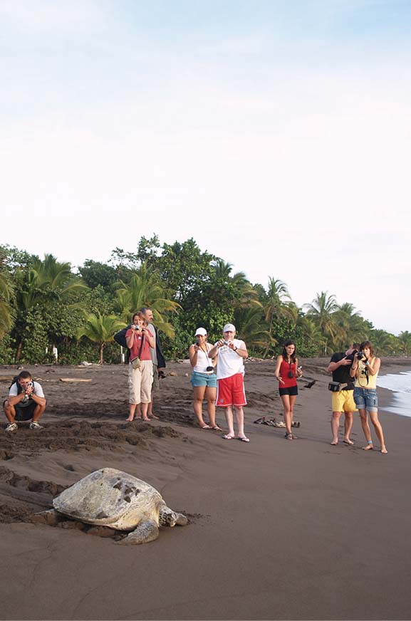 Turtles digging their eggs in Tortuguero National Park Help a Hatchling - photo 13