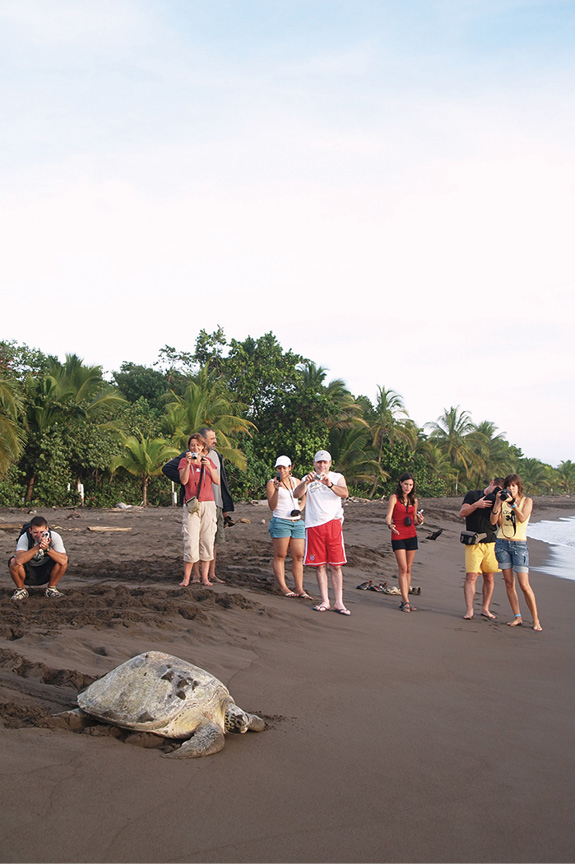 A nesting sea turtle at Tortuguero National Park Spotting a Resplendent - photo 11