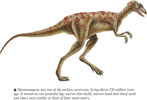 The large meat-eating dinosaurs belonged to a general group known as the - photo 8