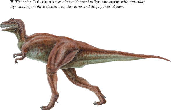 Tyrannosaurus is not only one of the most famous of the dinosaurs but also one - photo 11