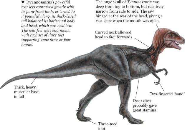 Allosaurus was a huge meat-eating dinosaur almost as big as Tyrannosaurus - photo 14