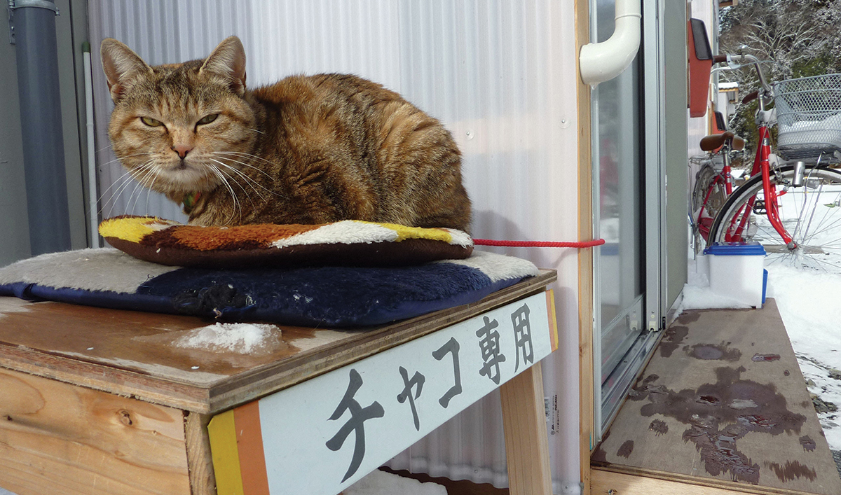 A cat named Chako sits on a pedestal with a sign reading SOLELY FOR CHAKO - photo 13