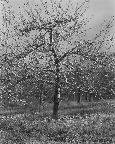 Apple Tree Writers on Their Parents Edited and with an introduction by Lise - photo 2