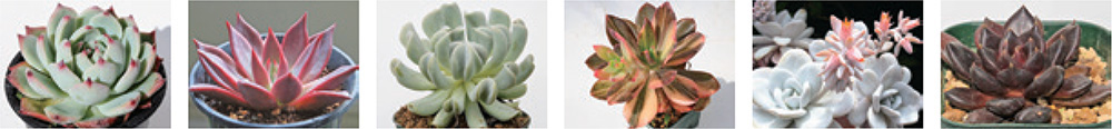 Deciding how to decorate with succulents is part of the fun of growing them - photo 10