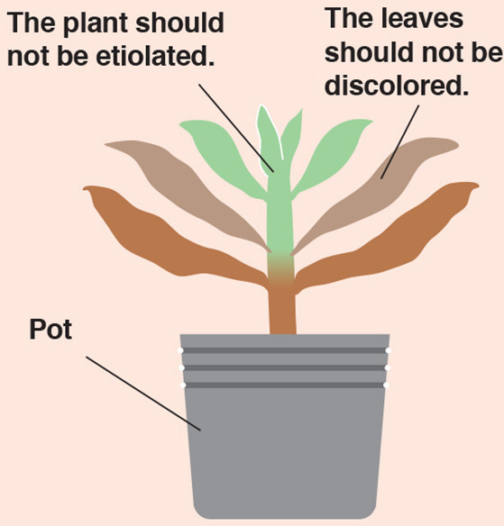 Soil Composition Mix 5 parts small-grain Akadama 3 parts Kanuma soil and 2 - photo 16