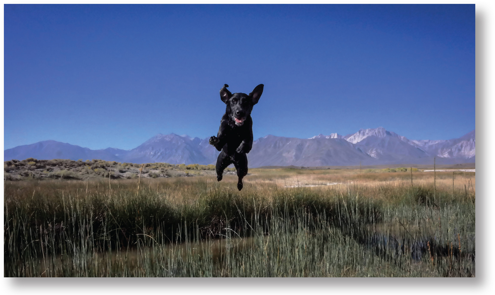 A search dog named Ben leaps exhuberantly in a moment of play When first - photo 9