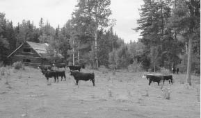 Historic farmlands north of Spout Lake off the Eagle Lake Road Grazing lands - photo 10