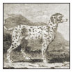 How did the Dalmatian get his spots Find out as you learn about the breeds - photo 3