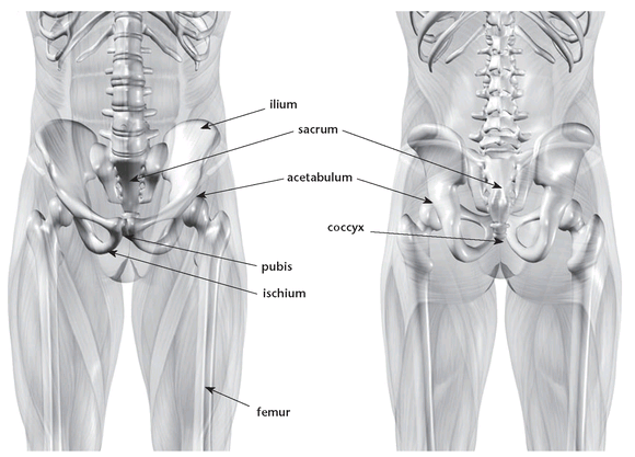 Major bones of the hips Major muscles that affect the hips note that some - photo 6