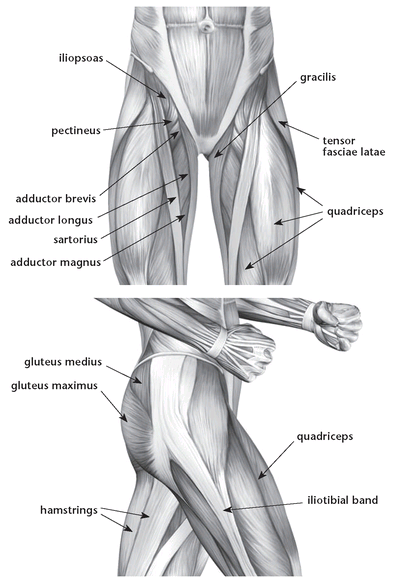 Major muscles that affect the hips note that some muscles such as the - photo 7