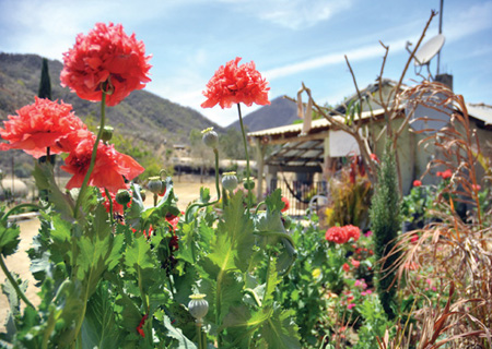 Gods own medicine Opium poppies in the Sierra Madre Occidental Fernando - photo 2