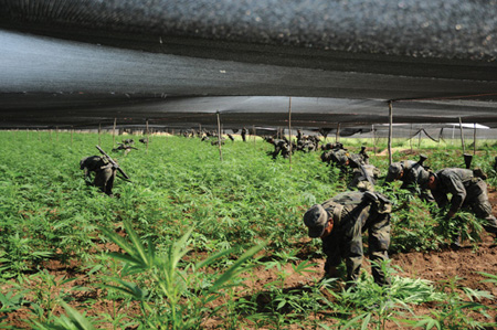 Economy of scale Soldiers tear up an industrial-size marijuana plantation in - photo 5
