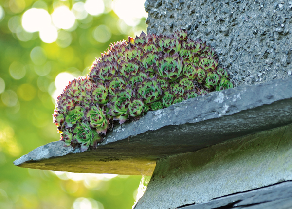 House leeks cling to the roofs and ledges at Hill Top But if this is the home - photo 10