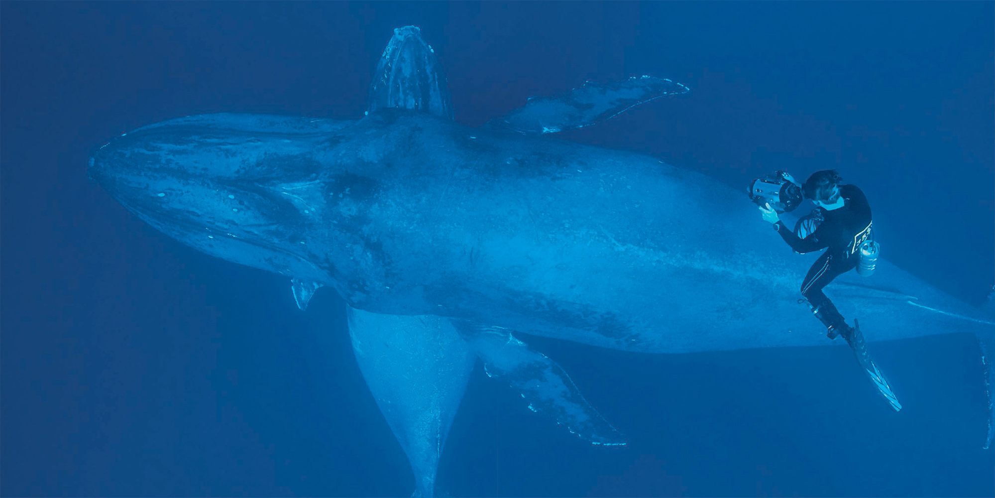 FLIP NICKLIN Hawaii A researcher films a yearling humpback whale and its mother - photo 7