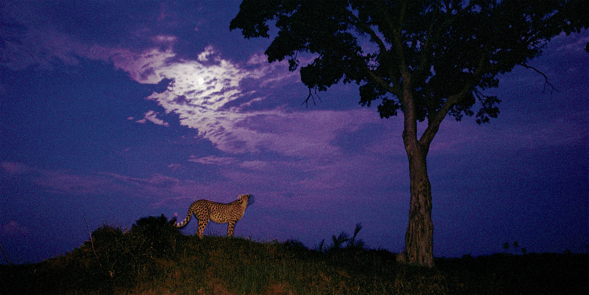 CHRIS JOHNS Okavango Delta Botswana A young African cheetah prowls by the - photo 12