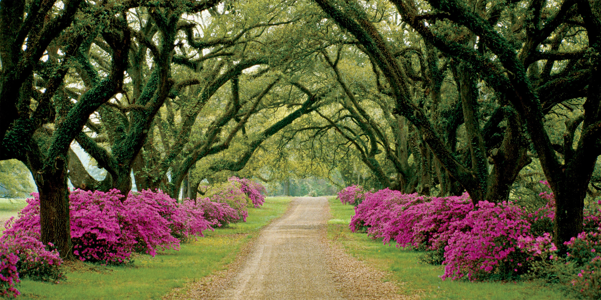 SAM ABELL Mississippi Kinked limbs of trees intertwine over a dirt drive - photo 18