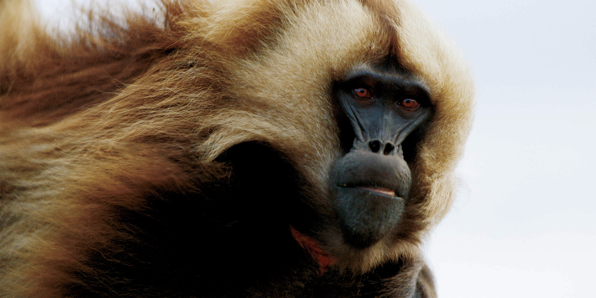 MICHAEL NICHOLS Simien Mountains National Park Ethiopia A male gelada baboon - photo 26