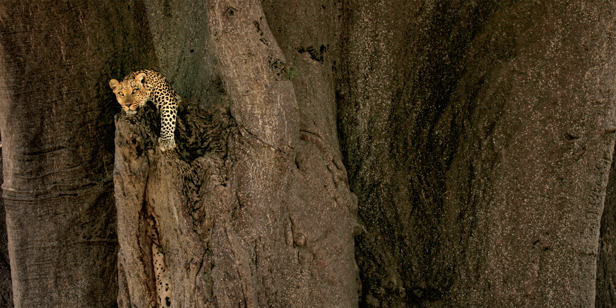 BEVERLY JOUBERT Okavango Delta Botswana A leopard rests in an ancient baobab - photo 29