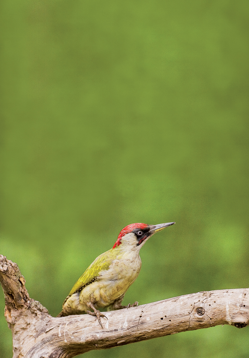 Meet the Woodpeckers Male Great Spotted Woodpecker by far the most common - photo 4