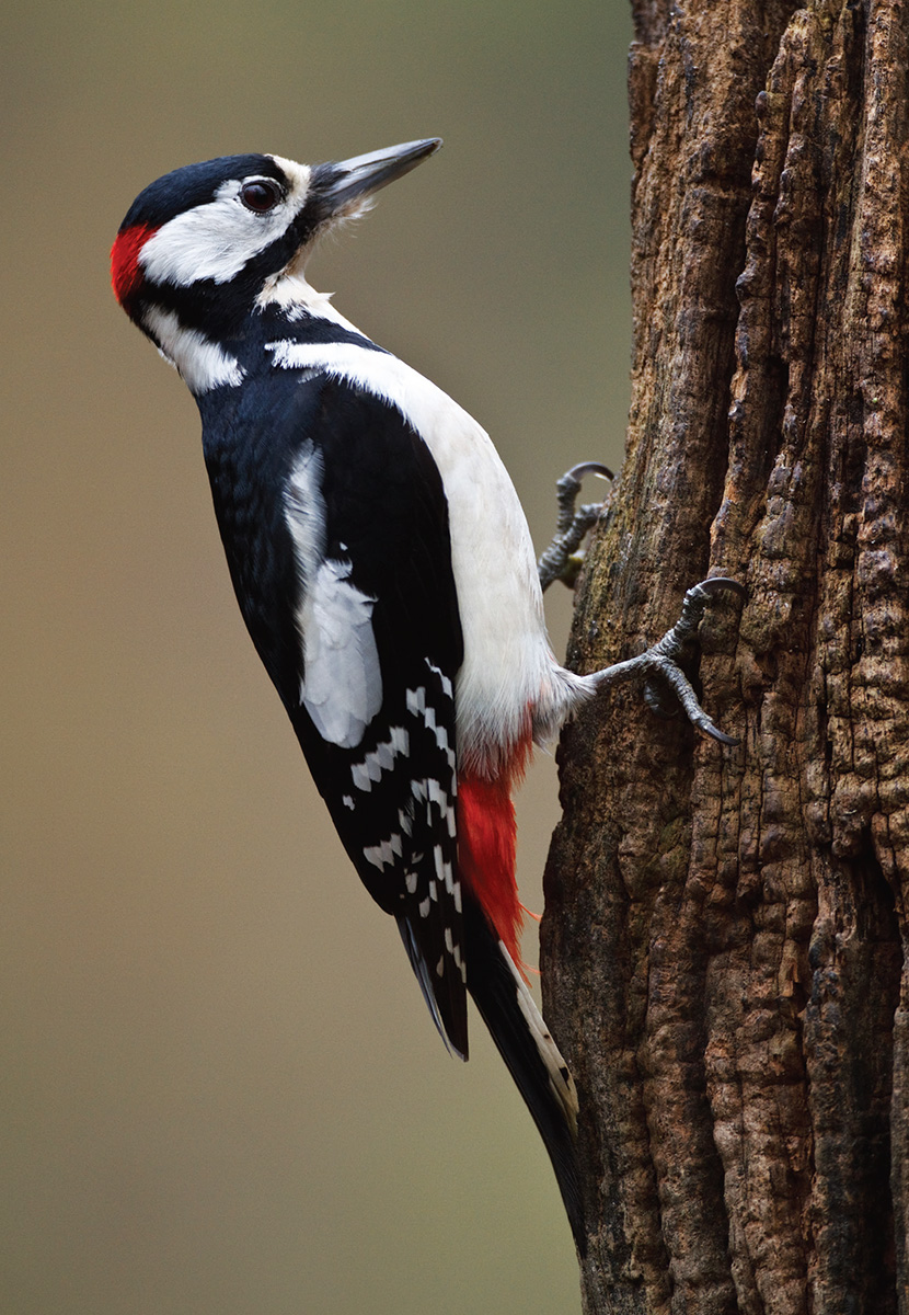 Male Great Spotted Woodpecker by far the most common and widespread woodpecker - photo 5
