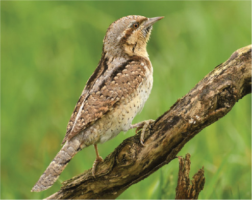 The Wryneck is now a very rare breeding bird in Britain Male Lesser - photo 7