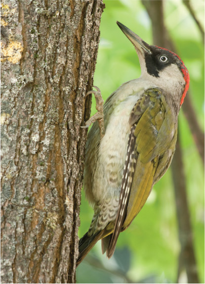 The familiar Green Woodpecker is Britains largest woodpecker species The - photo 6