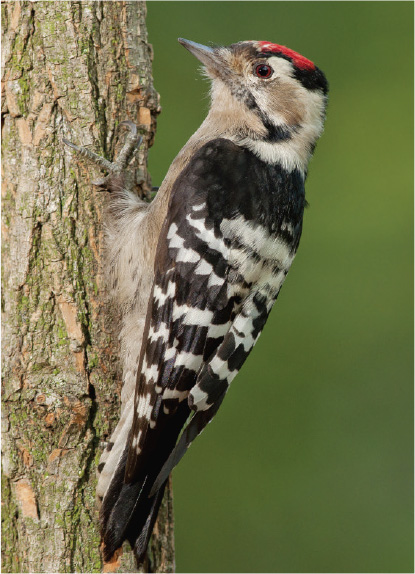 Male Lesser Spotted Woodpecker Europes smallest woodpecker is sadly in decline - photo 8