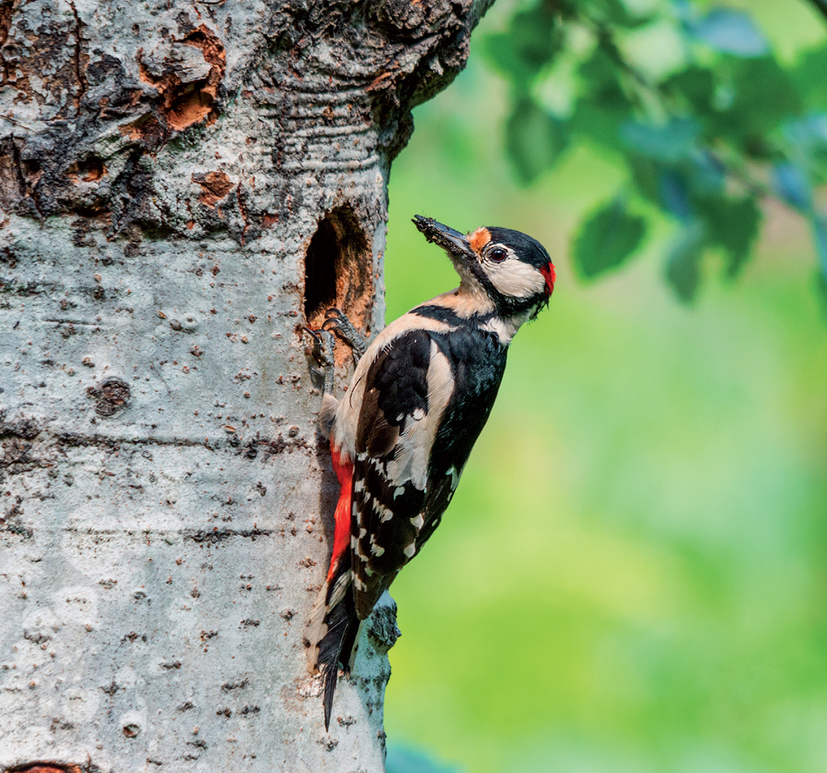 With its stocky body stout bill and stiff tail pressed against a tree trunk - photo 9