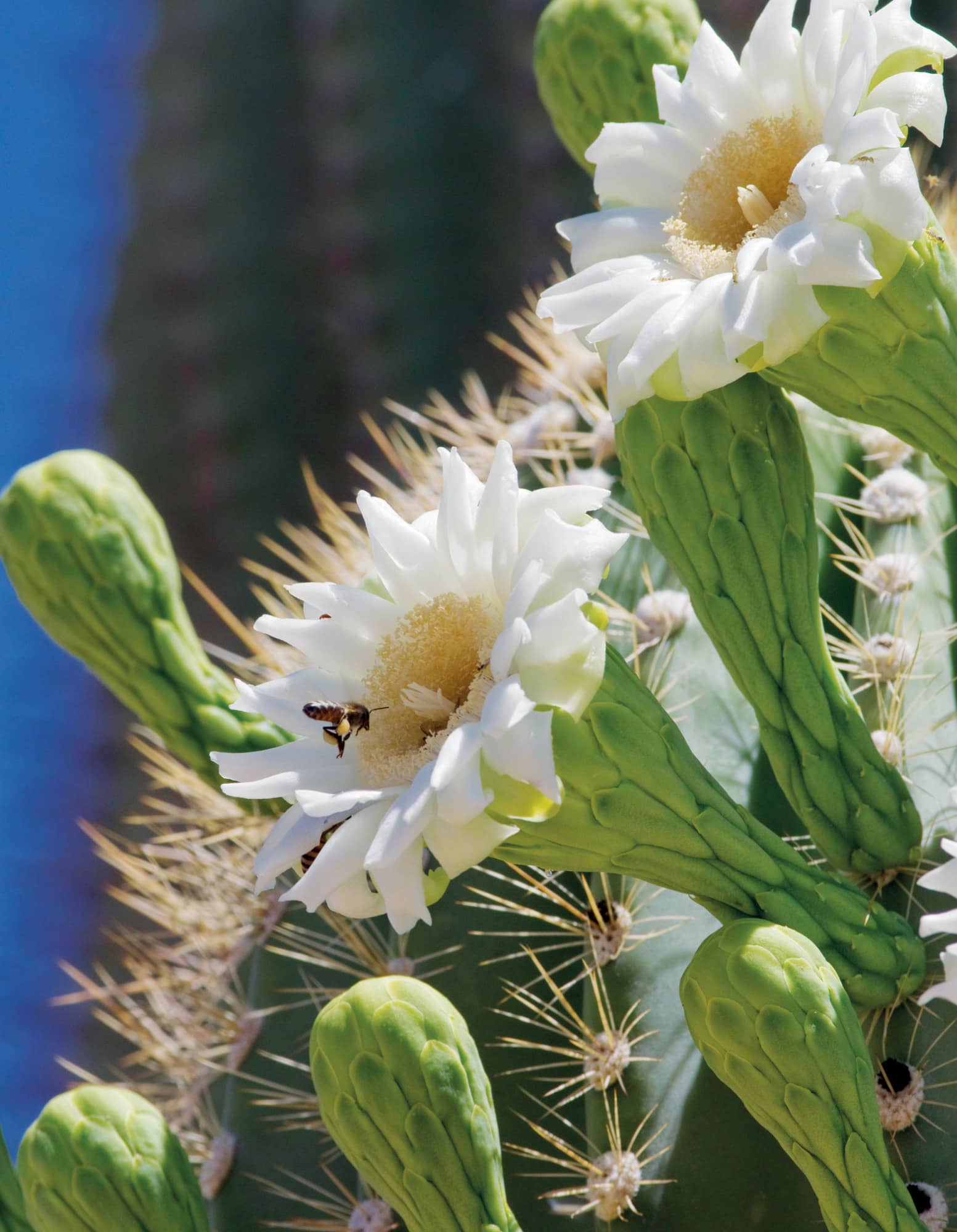 2ND EDITION BACKROADS OF ARIZONA ALONG THE BYWAYS TO BREATHTAKING LANDSCAPES - photo 2