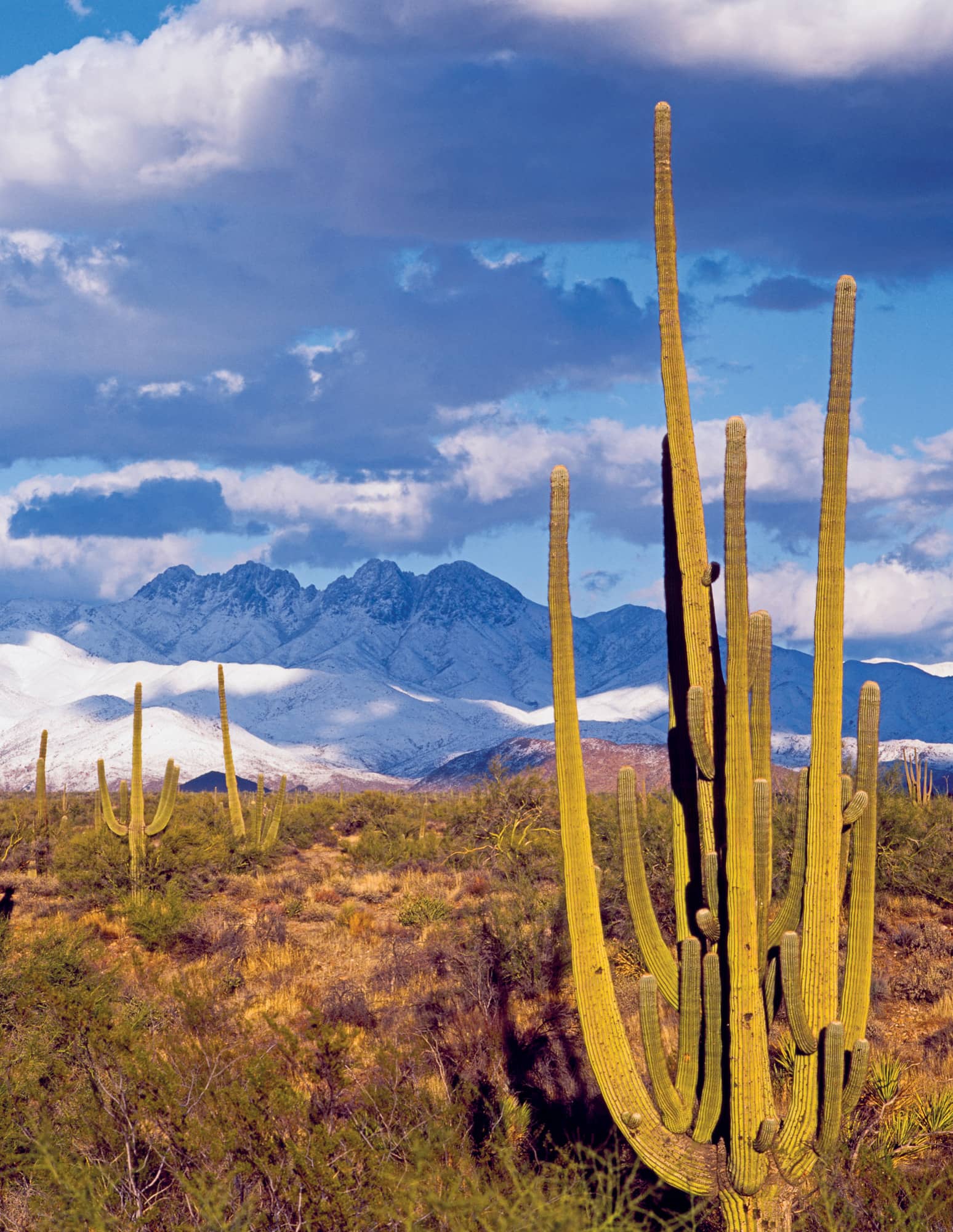 A many-branched Saguaro in the Four Peaks region northwest of Phoenix - photo 8