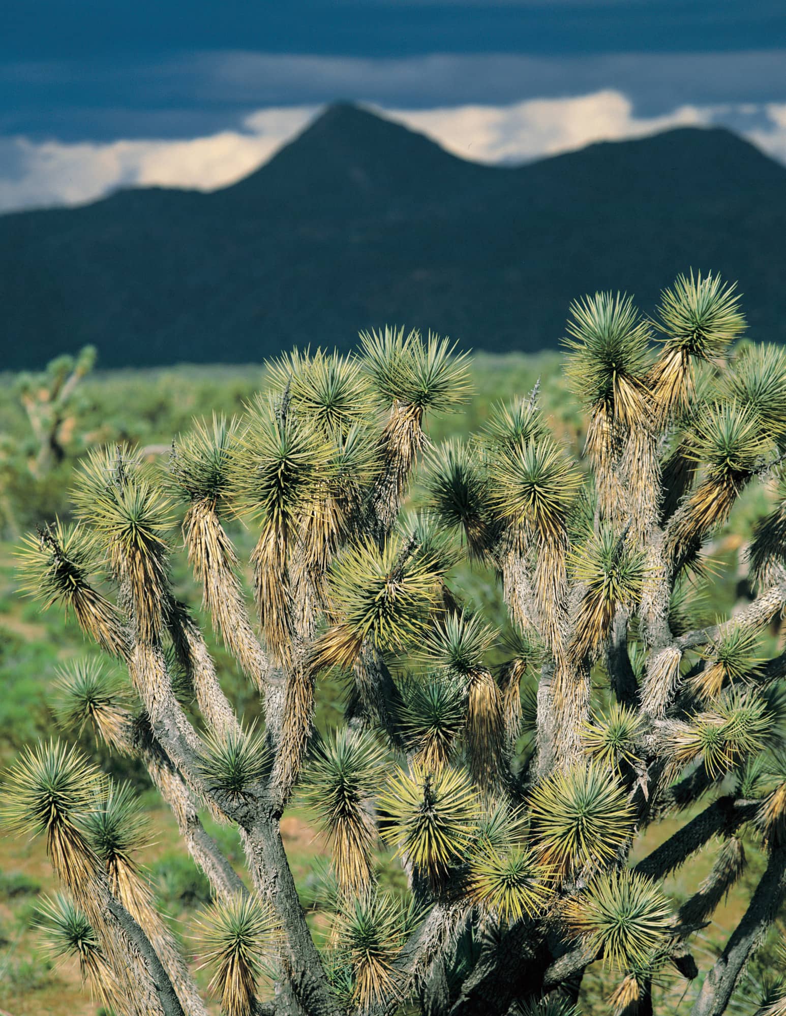 A strange forest of twisted spike-topped trees unlike anything on earth gives - photo 11