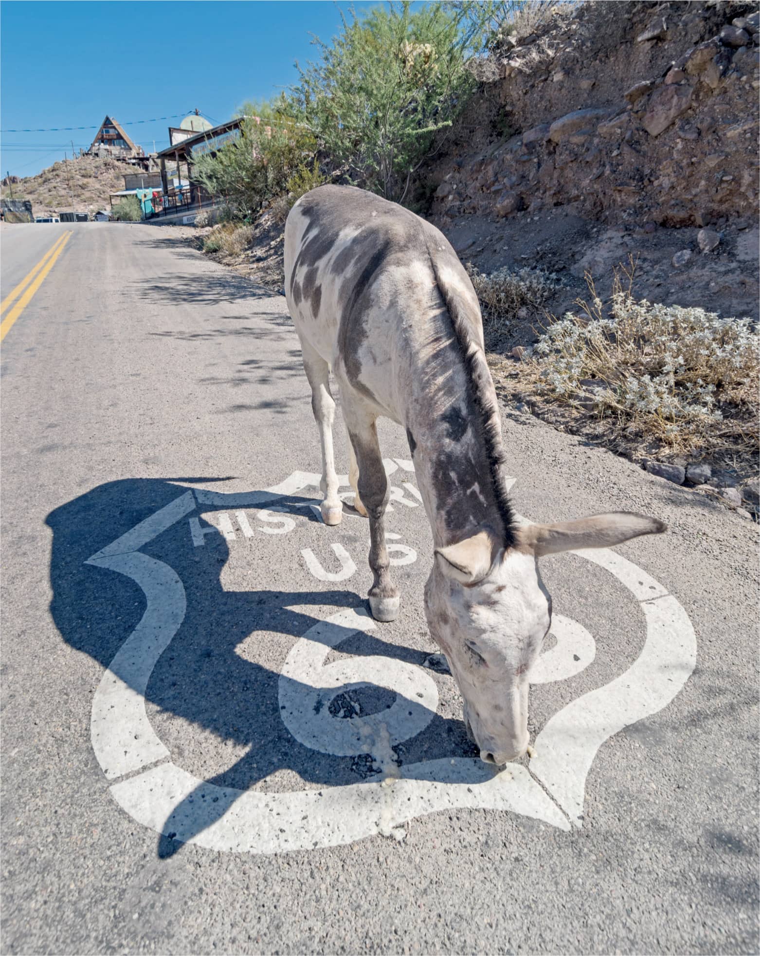 A wild burro forages on a once-busy stretch of Route 66 near Oatman - photo 12
