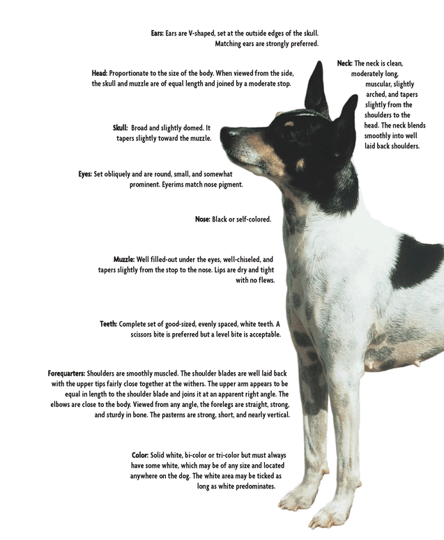 The Rat Terrier is a very active healthy dog that requires any equally - photo 2