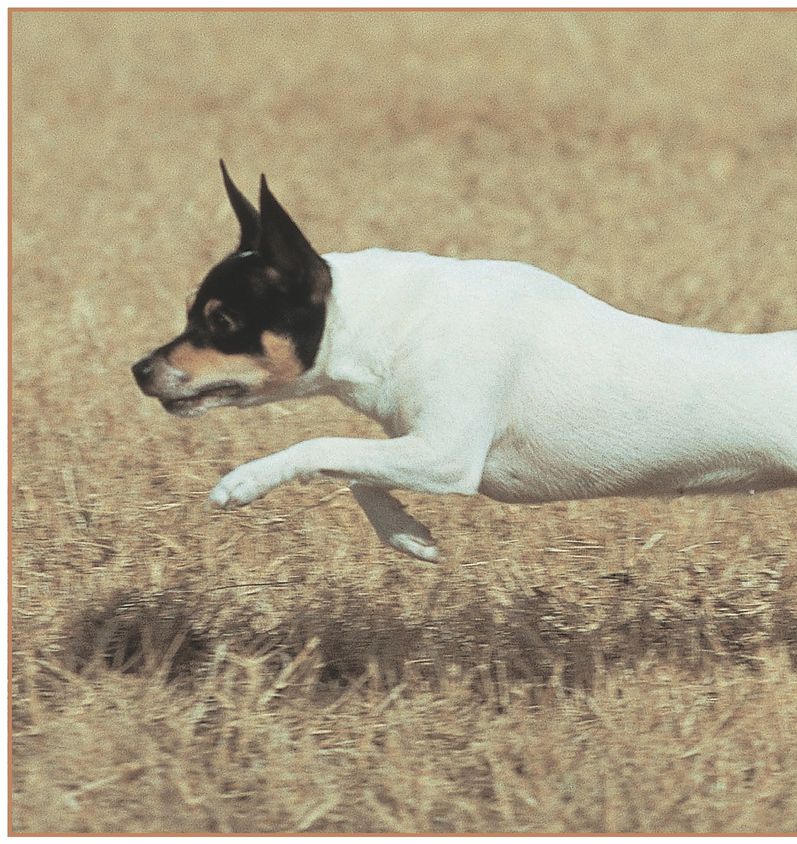 HISTORY OF THE RAT TERRIER The feisty terrier An expression heard so often in - photo 4