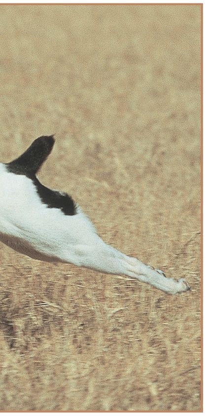 HISTORY OF THE RAT TERRIER The feisty terrier An expression heard so often in - photo 5