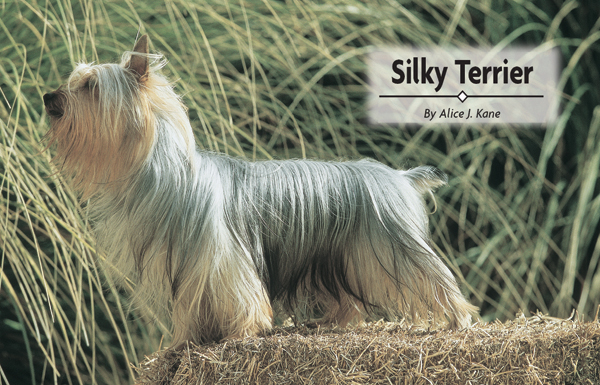 Contents Trace the Silky Terrier back to its early ancestors plus meet the - photo 2