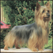 Trace the Silky Terrier back to its early ancestors plus meet the breeds two - photo 3