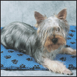 The result of toy and terrier breeding the charming Silky Terrier embodies the - photo 4